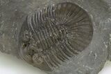 Scabriscutellum Trilobite - Nice Shell Detail #312798-1